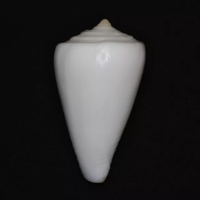 Conus albus 36.2mm MS1690 Sea Shells Seashells