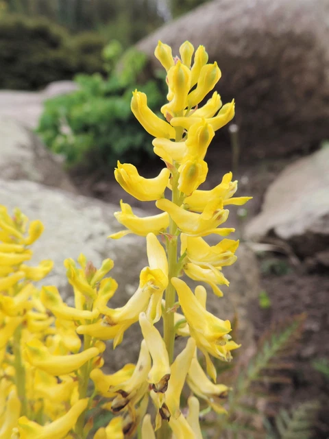30 FERN-LEAF CORYDALIS Seeds (Corydalis cheilanthifolia) | Free shipping