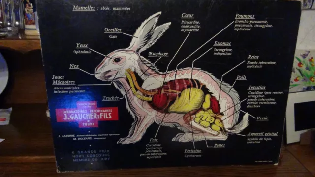 Affiche scolaire pédagogique le lapin .de 60/43 cm sur planche en carton