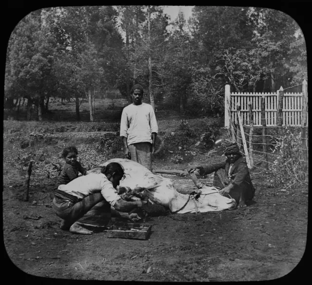 CEYLON SHOEING AN OX C1907 OLD PHOTO Magic Lantern Slide SRI LANKA BLACKSMITH