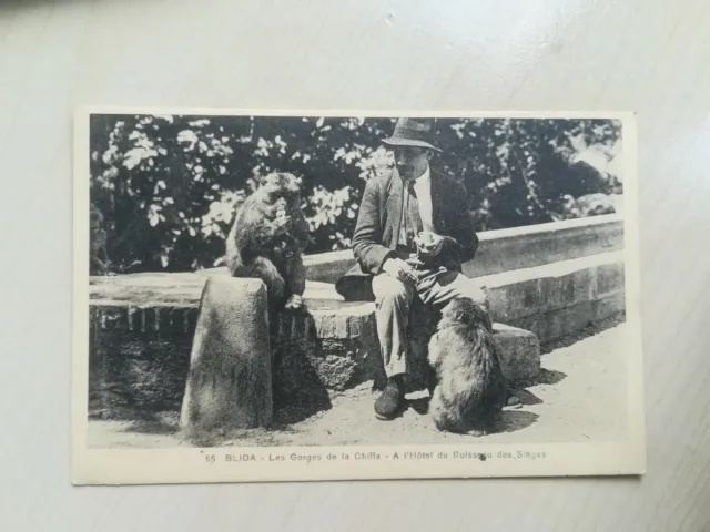 TN155 CPA BE circa 1930 Blida Gorges de la Chiffa Hotel du stream des monkeys