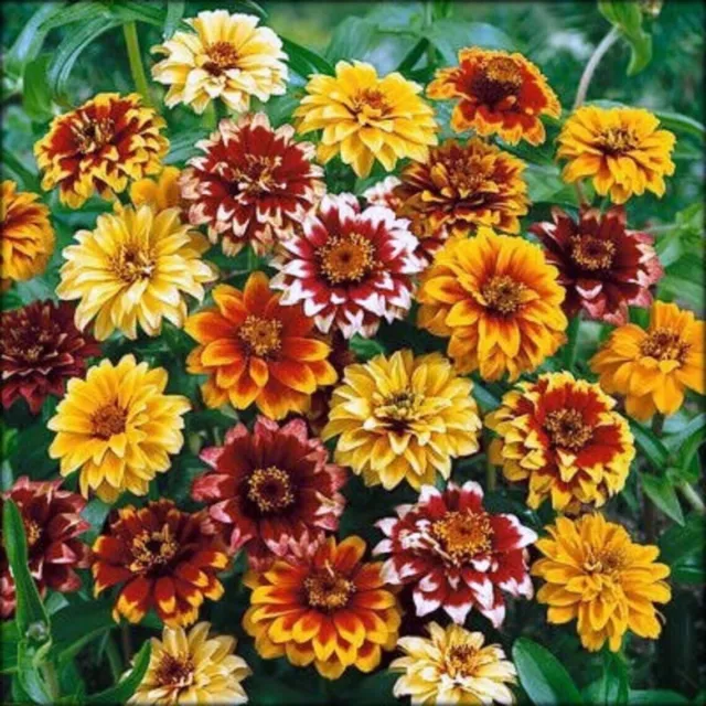 ZINNIA - Persian Carpet Mixed 200 seeds Cottage garden flower EASY GROW