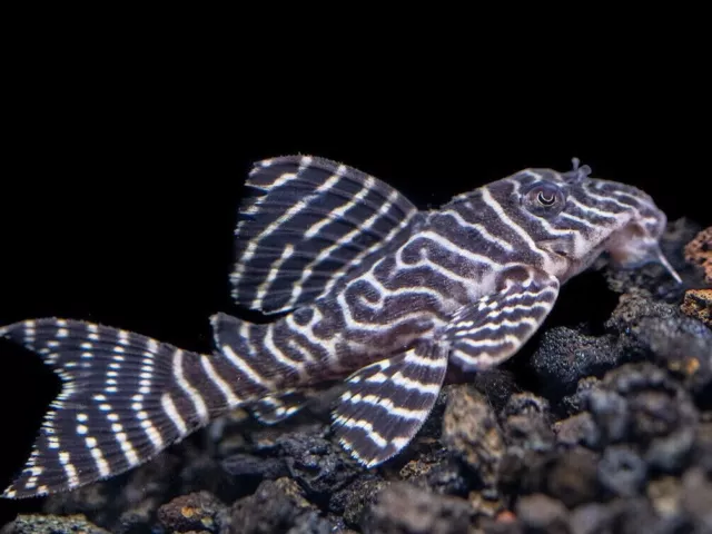 King Tiger Pleco - L333 Pleco Fish (Hypancistrus sp.) – One (1) Fancy L333 Pleco