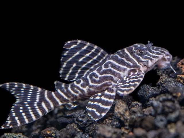 L333 King Tiger Pleco (Hypancistrus sp.) – 3 FISH BREEDING GROUP