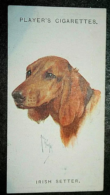 IRISH SETTER   Vintage 1920's Dogs Head Portrait  Card  CD14M