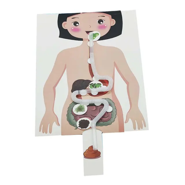 Human Digestive System Model Teaching Tools Creative Human Body Organ Early