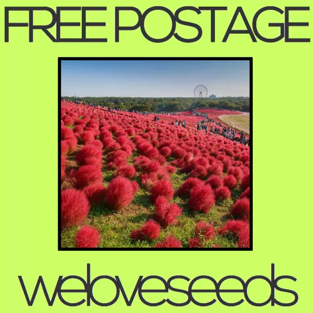 LOCAL AUSSIE STOCK - Fairy Floss Grass, Garden Plant Seeds ~10x FREE SHIPPING