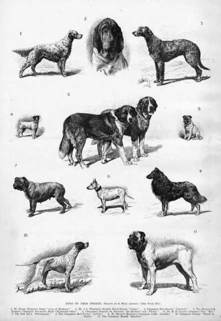 Dogs St. Bernard Pug Collie Pointer Mastiff Fox Terrier Deer Hound Setter Kennel