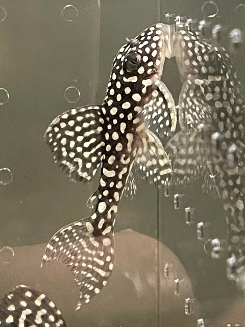 Hypancistrus sp. L136 C