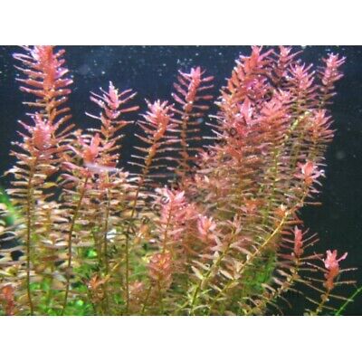 BUY 2 GET 1 FREE - Rotala Rotundifolia RED - Live Aquarium Plant Aquatic Planted