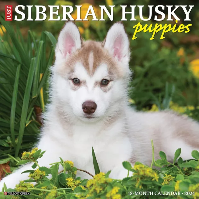Solo Husky Siberiano Cuccioli - 2024 Calendario da Parete - Nuovo - 35399