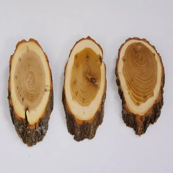 3 Pieza Acacia Escudo de Trofeo Medio Ciervo Corzo Cornamenta Baumschild Af 19cm 3