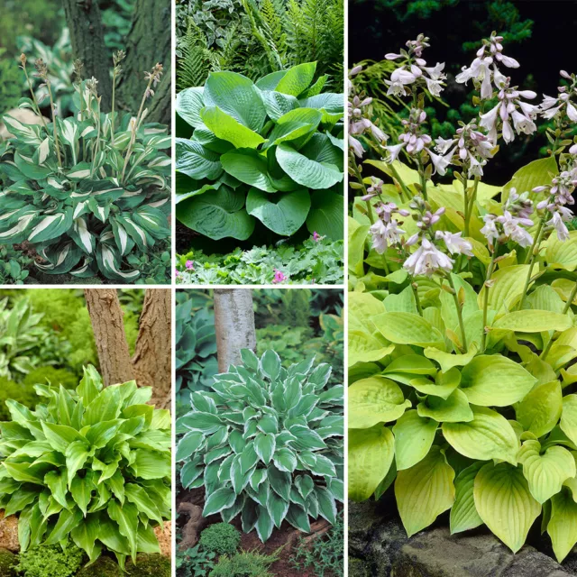 Hosta Collection 5 Bare Root Plants