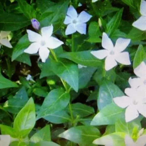Vinca minor Alba 1 St. weiß Immergrün Bodendecker Triebe 5/7 Topfgewachsen T9x9