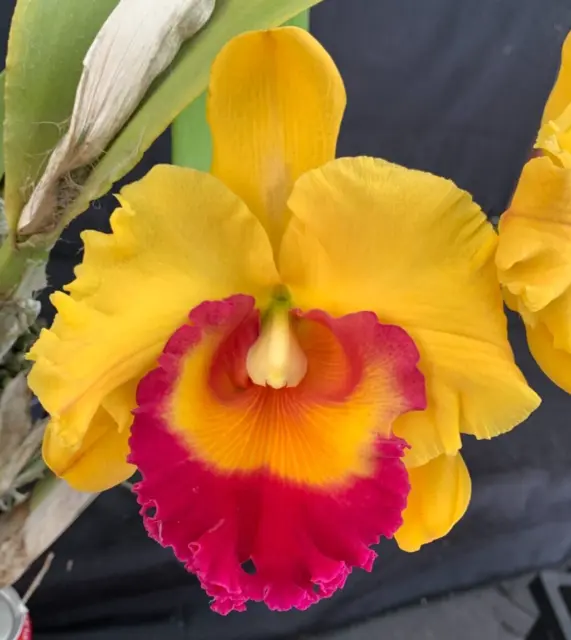 RON Cattleya Orchid Special Quality Div Burdekin Goodlife 'Plant A' (B746)