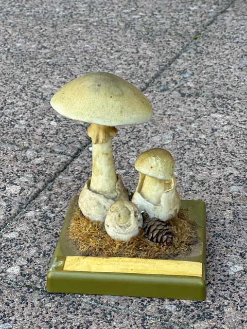 Somso Pilzmodell - Grüner Knollenblätterpilz - BgG 25