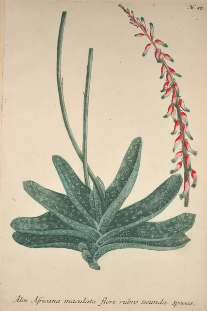 J. W Weinmann Original Mezzotint 1739 Aloe Africana maculata Phytanthoza Botanic