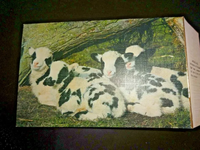 Jacob Sheep Quads Postcard - Noel Tatt Limited Edition 1991 - East Leake