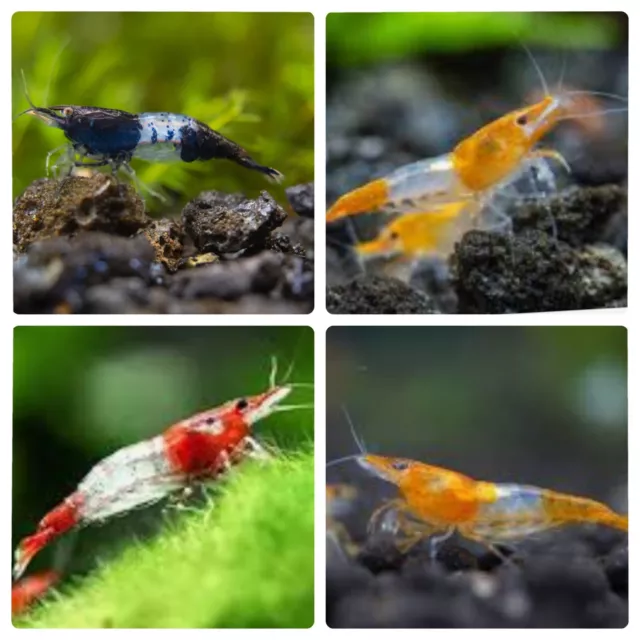 10+2 (DOA) Red & Orange & Black Rilli Skittles Mix / Freshwater Shrimp Live