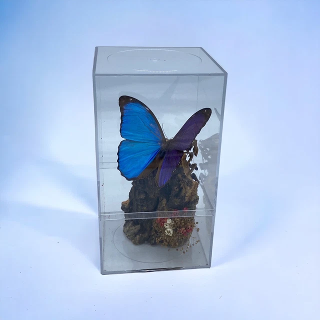 Butterfly Taxidermy In Acrylic Box Purple Blue Iridescent Wings Morpho On Wood