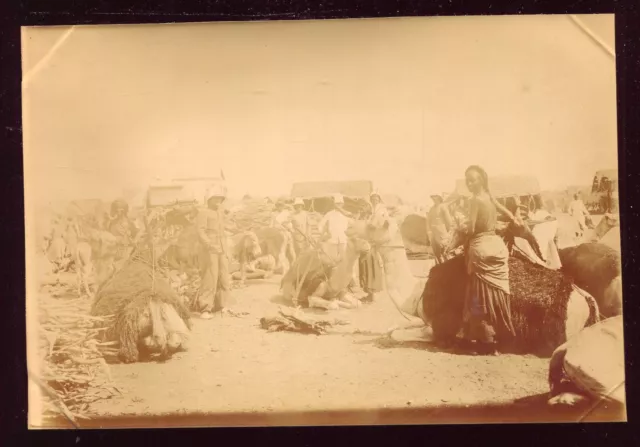 XIX é photo ancienne . Egypte Port-Saïd canal de Suez marché chameaux