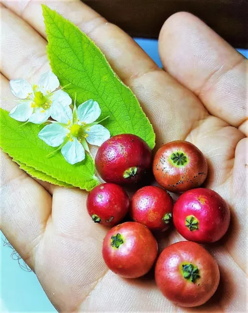 50 Graines Cerisier de Jamaïque, Muntingia Calabura, Jamaican Cherry tree seeds