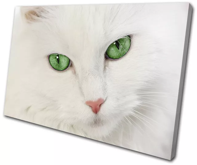 Cat Kitten Green Eyes Home Pet Animals SINGLE TOILE murale ART Photo Print