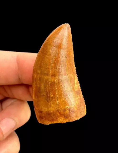 Awesome quality Carcharodontosaurus dinosaur tooth (African T-Rex) Great Fossil