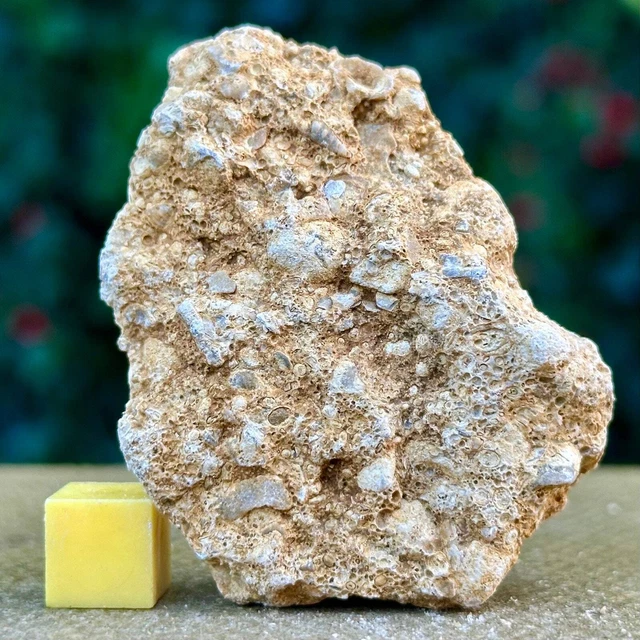 Jurassic Coral Fossil from Wiltshire, UK - Genuine Fossils for Sale