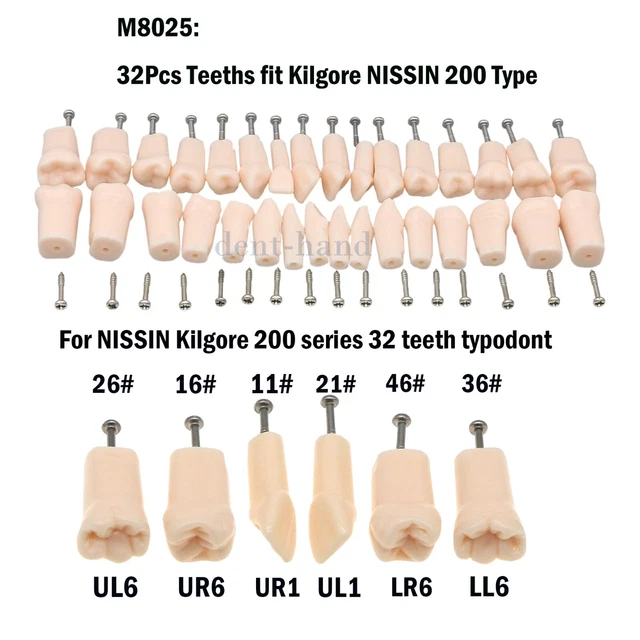 Dental Typodont Practise Model fit Kilgore NISSIN 200 Type Removable Teeth KIT