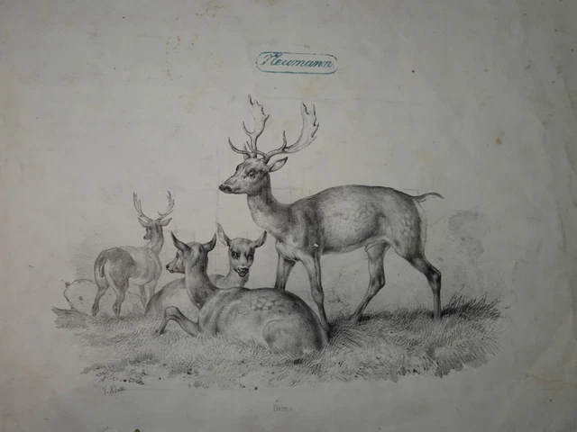 Gravure XIXe Signée - Scène De Chasse à Courre, Biche Et Cerf - Vénerie