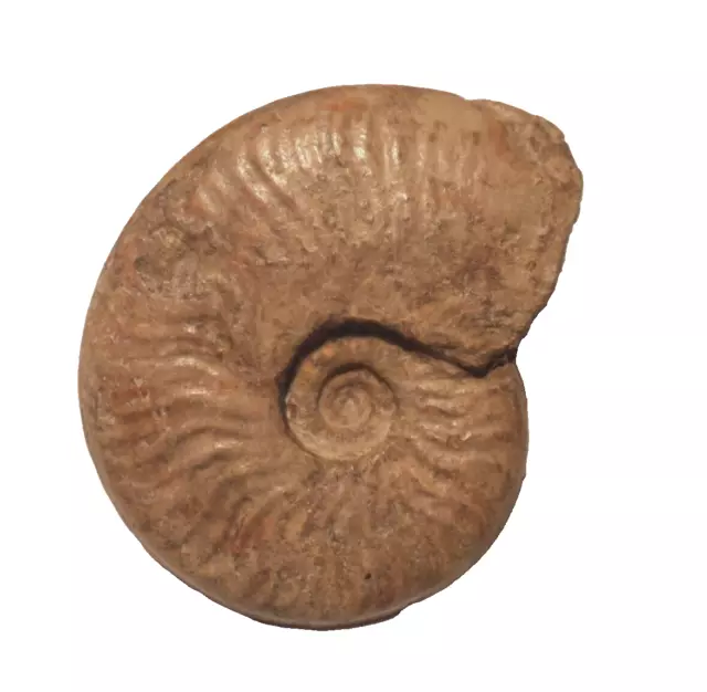 Dogger, Cephalopode, Leioceras ( Manselia ) subacuta (S. BUCKMAN, 1899) II