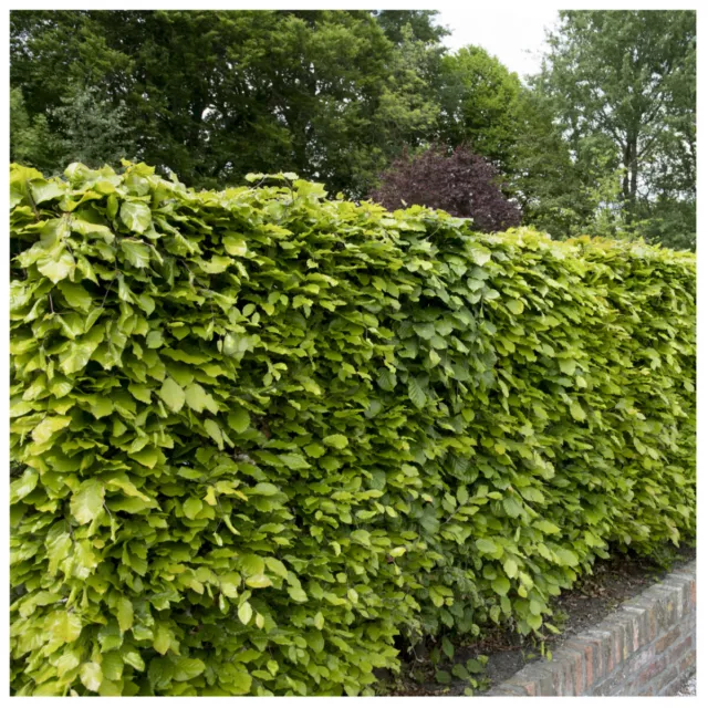 100 Green Beech Hedging Plants 2 Year Old, 1-2ft Grade 1  Hedge Trees 40-60cm