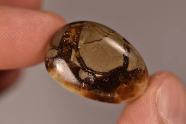 *SEPTARIAN NODULE* Tumbled Stone 2.7cm 14g Healing Crystal Aragonite Calcite 3