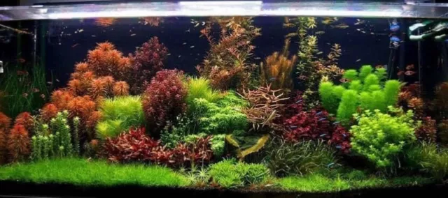 50 STEMS FISH Shrimp Tank Aquarium Plant Pack | 10 Plant Varieties ...