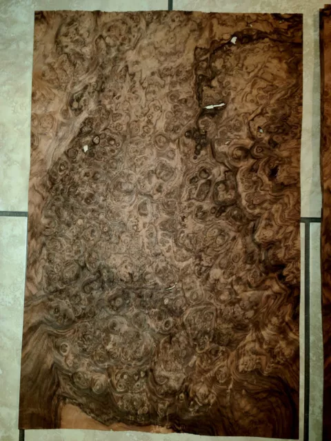 :) Euro Walnut Burl Veneer- 18@ 15.5x24" Wow! 2