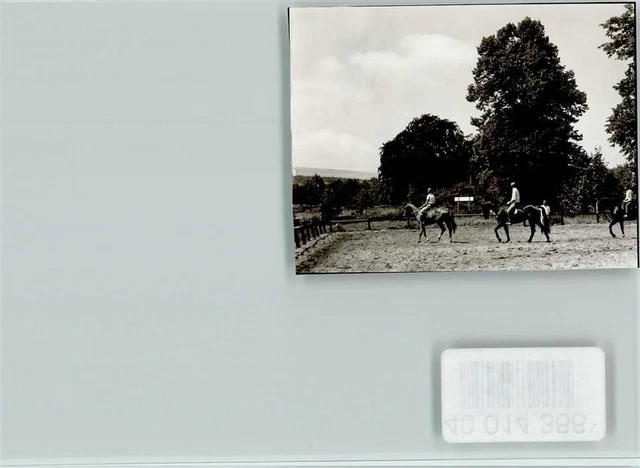 40014366 - 4920 Lemgo Niedermeien court rider horse