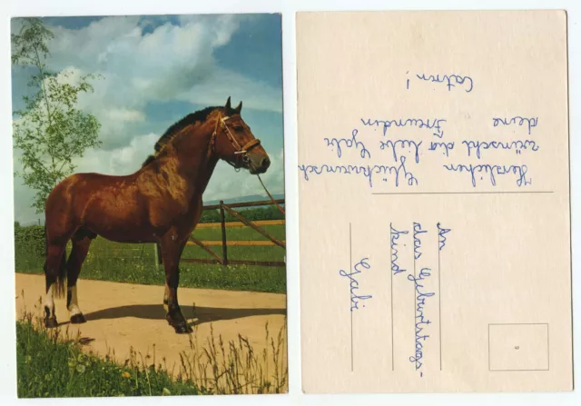 20589 - Horse - Old Postcard