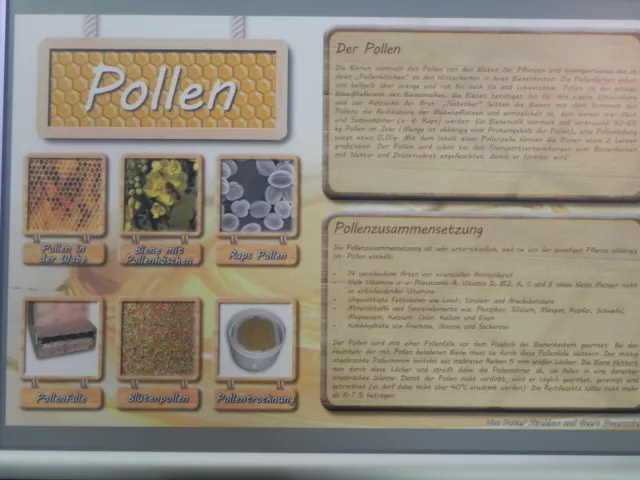 Werbeplakat /Poster "Pollen" 36x56cm,Imker,Imkerei,Bienen,bee,Lehrtafel