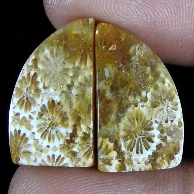 20.75 Ct Natural Fossil Coral Fancy Pair Cabochon 19x11x3 Loose Gemstone