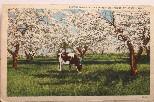 Michigan MI St Joseph Benton Harbor Cherry Blossom Time Postcard Old Vintage PC