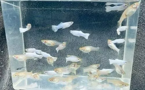 6 (2 Trios) Live Platinum Guppy Livebearers Freshwater Aquarium Tank Fish