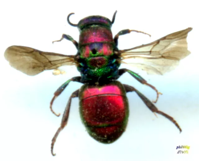 Guêpe dorée / wasp - CHRYSIS IGNITA - Entomologie . insecte 1619K