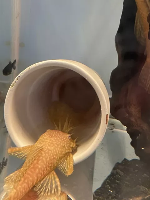 10Albino Bristlenose Plecos Plecostomus 1–1.1in+