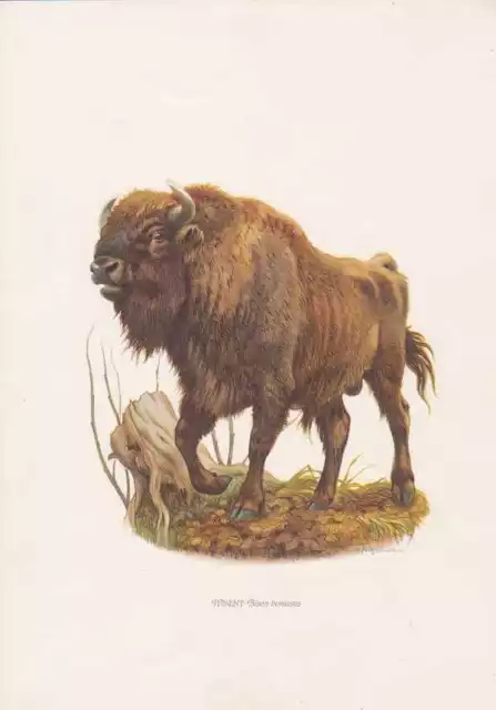 Wisent Bison bonasus Farbdruck von 1959 Rinder Zoologie