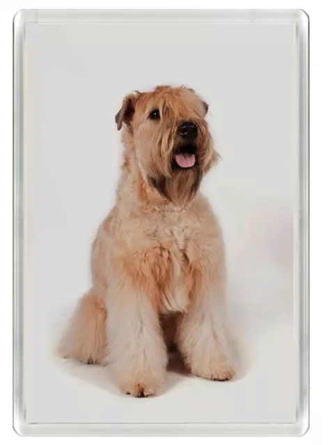 Soft Coated Wheaten Terrier Dog Art Print Novelty Fridge Magnet   Great Gift