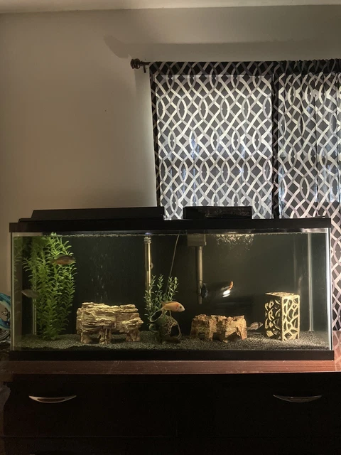 55 Gallon Fishtank With Accessories