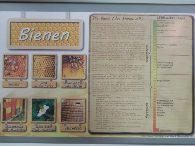 Werbeplakat "Bienen" 36x56cm,Imker,Imkerei,Bienen,bee,Werbeschild,Lehrtafel