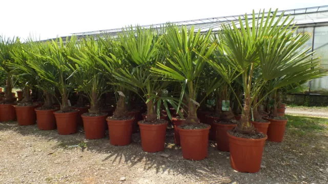 Palme XL 120 - 150 cm Trachycarpus fortunei, Hanfpalme, winterhart bis -18°C