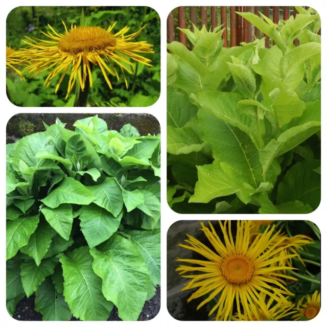 Echter Alant Inula helenium Heilpflanze Räucherpflanze Bauerngartenstaude